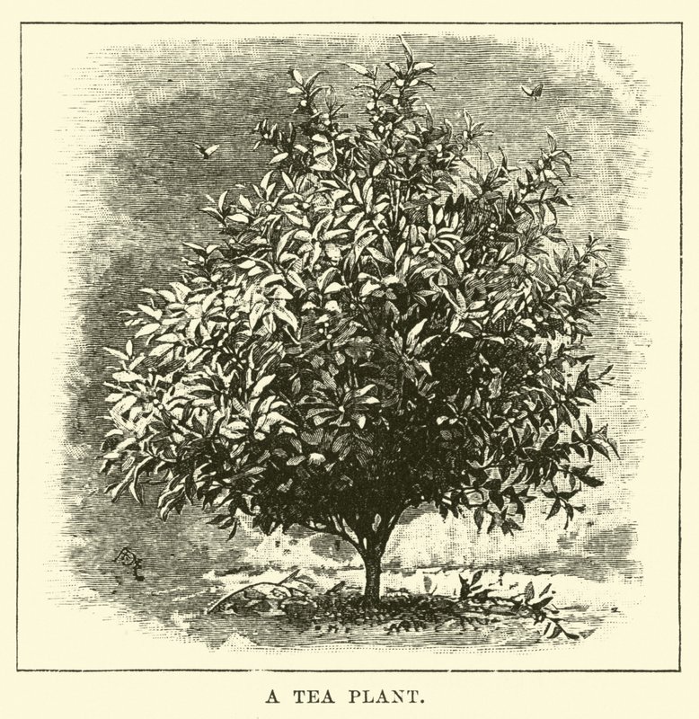 Uma planta de chá de English School