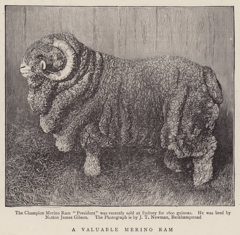 Um valioso carneiro Merino (gravura) de English School