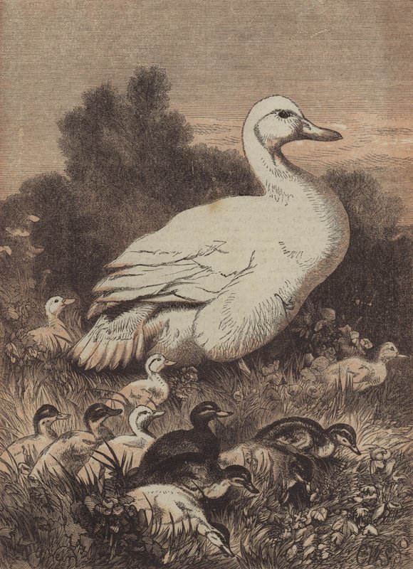 Um passeio entre os botões de ouro (gravura colorida) de English School