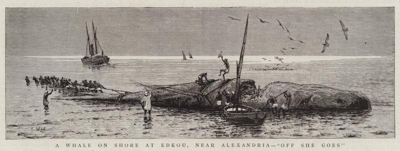 Uma baleia em terra em Edkou, perto de Alexandria, "Off She goes" (gravura) de English School
