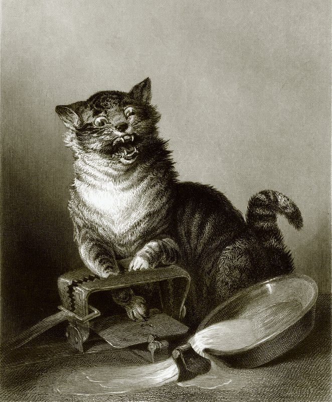 Uma catástrofe de English School