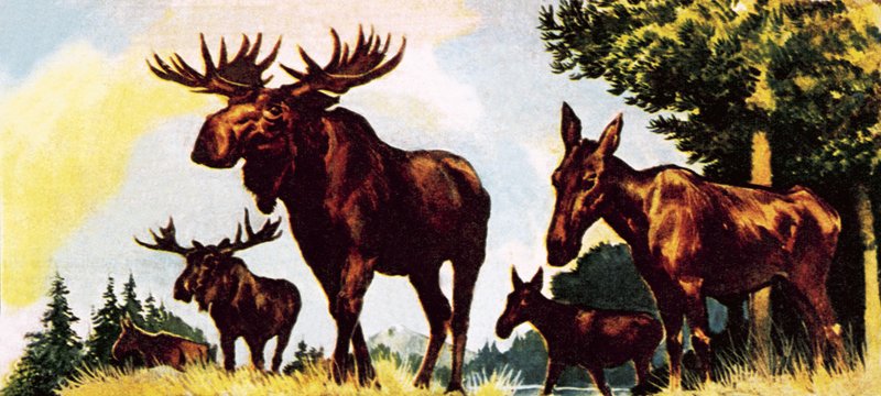 Um bando de alces de English School
