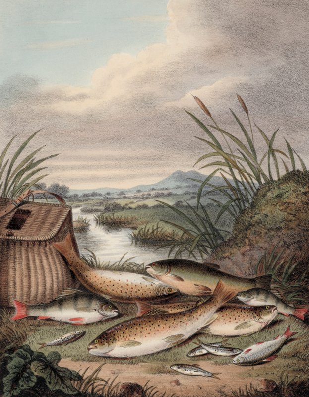 Um bom dia de pesca (gravura colorida) de English School