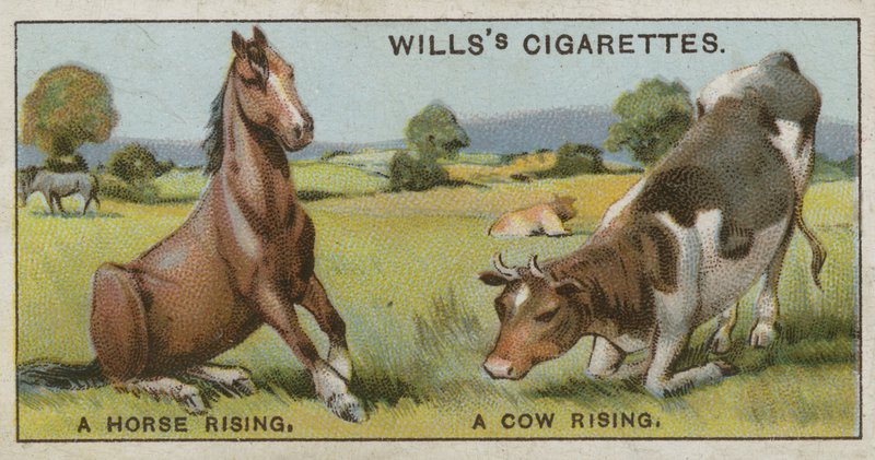 Um cavalo subindo e uma vaca subindo de English School