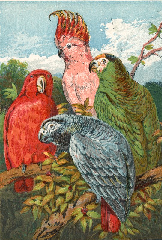 Um papagaio vermelho, cinzento e verde e uma cacatua de English School