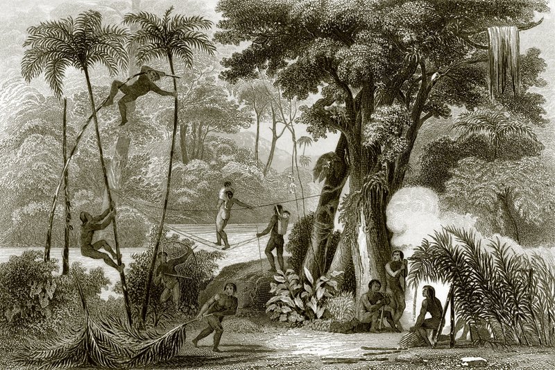 Uma cena na floresta brasileira de English School