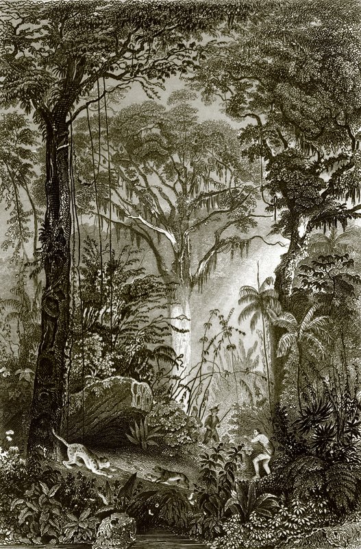 Uma cena na floresta brasileira de English School