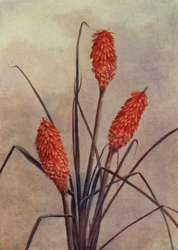 Uma esplêndida flor de tocha, Kniphofia Corallina Superba (litografia a cores) de English School