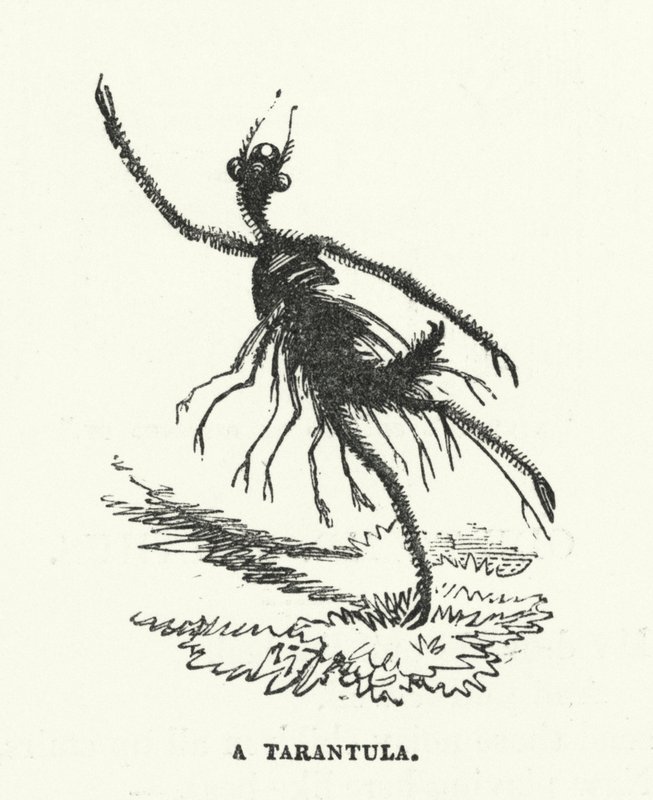 Uma tarântula (gravura) de English School