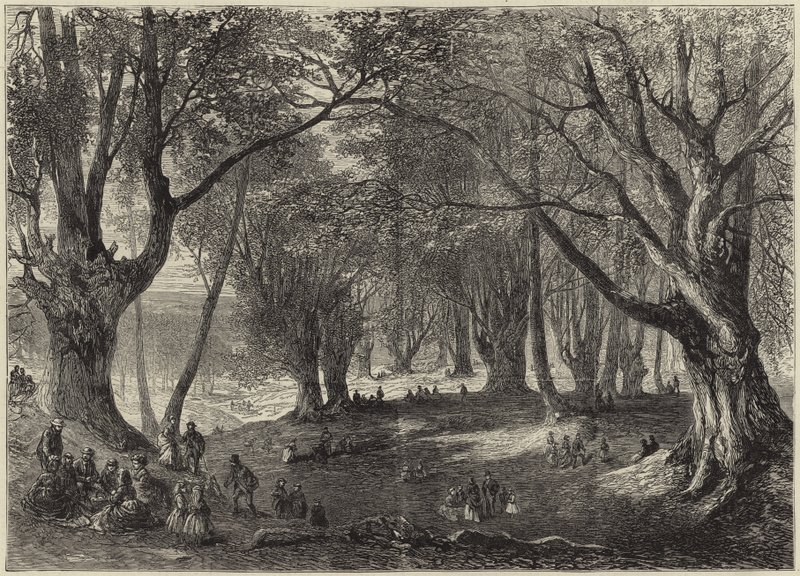 Uma vista na floresta de Epping de English School