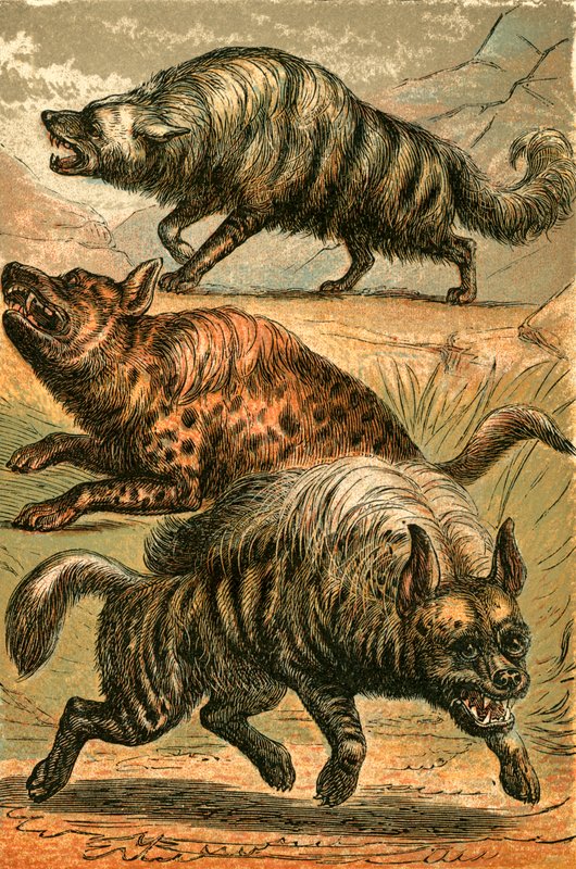 Lobo de Aard, hiena-malhada e hiena listrada de English School