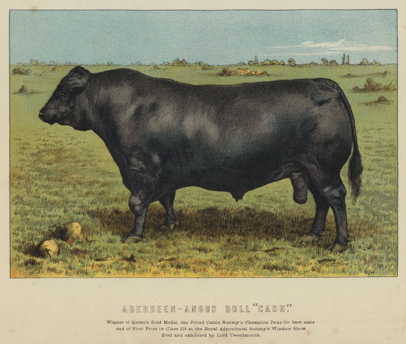 Touro Aberdeen-Angus "Cash" (litografia a cores) de English School