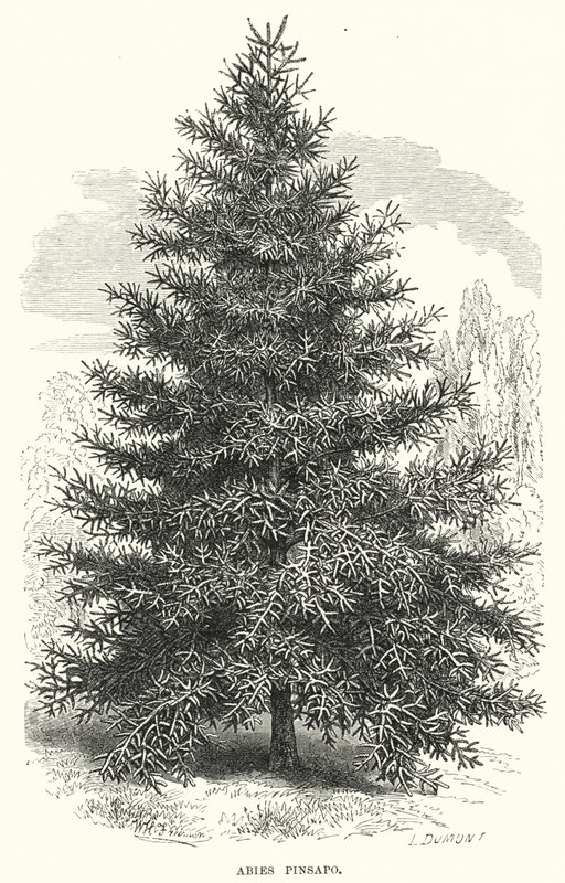 Abies Pinsapo (gravura) de English School