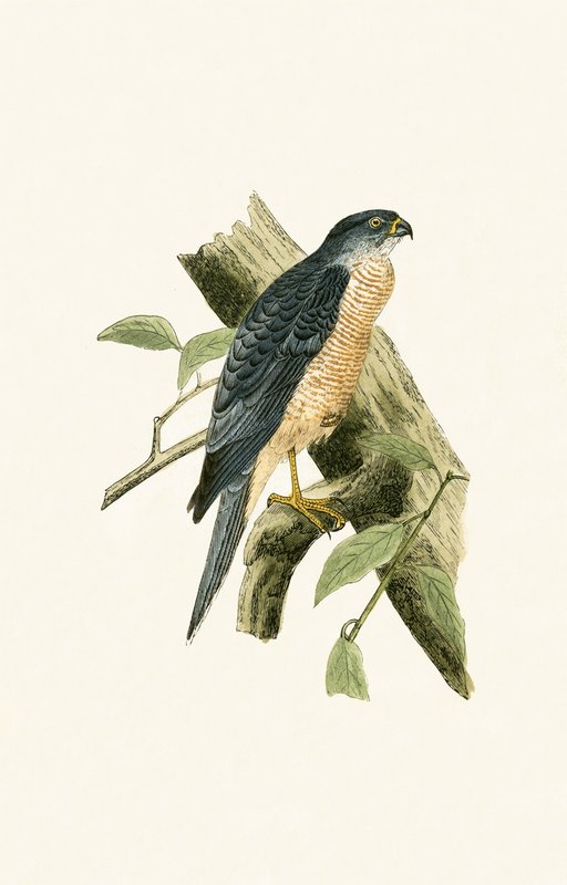 Accipiter Sphenurus, ilustração de "Uma História das Aves da Europa Não Observadas nas Ilhas Britânicas", de Charles Robert Bree (1811-1886), publicado em 1867 de English School