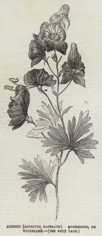 Aconite (Aconitum Napellus), Monkshood, ou Wolfsbane (gravura) de English School