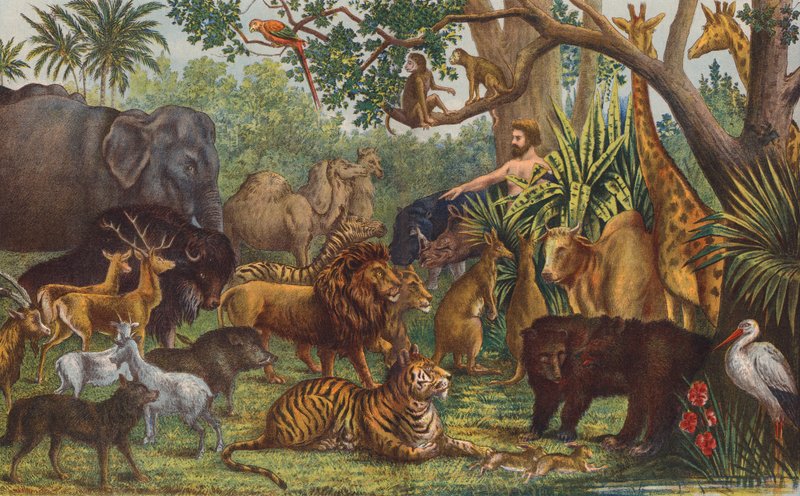 Adão a dar nome aos animais (litografia a cores) de English School
