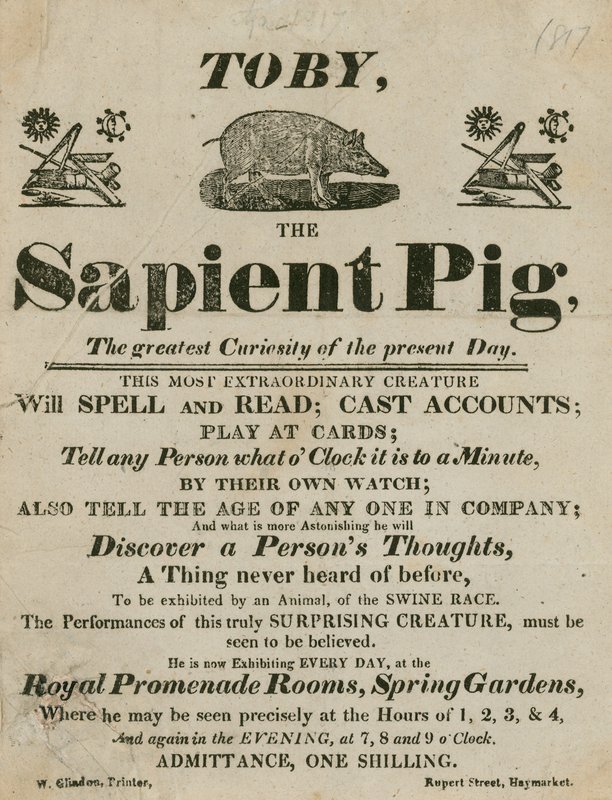Anúncio para Toby the Sapient Pig, a maior curiosidade dos dias atuais de English School