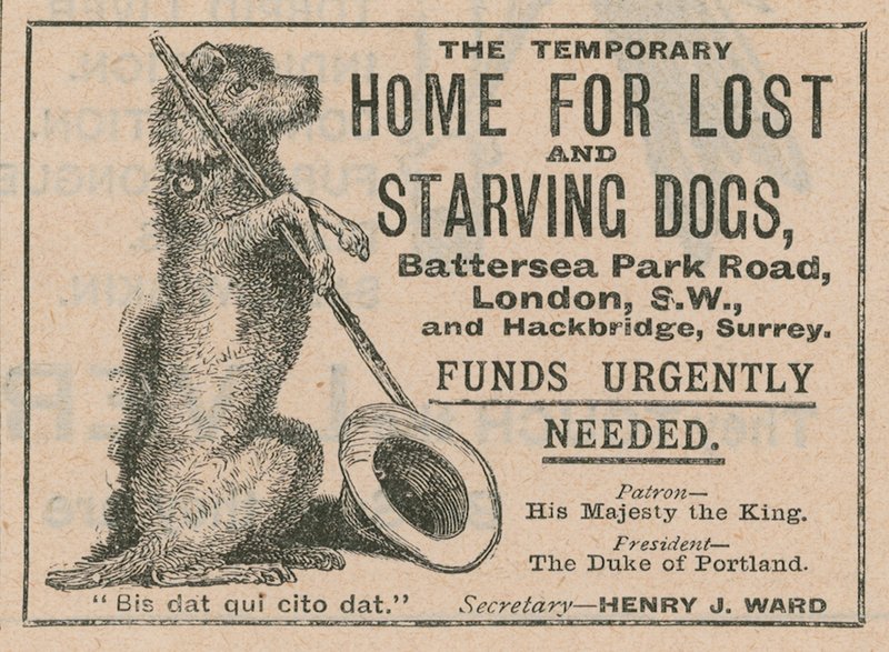Anúncio para cães de Battersea de English School