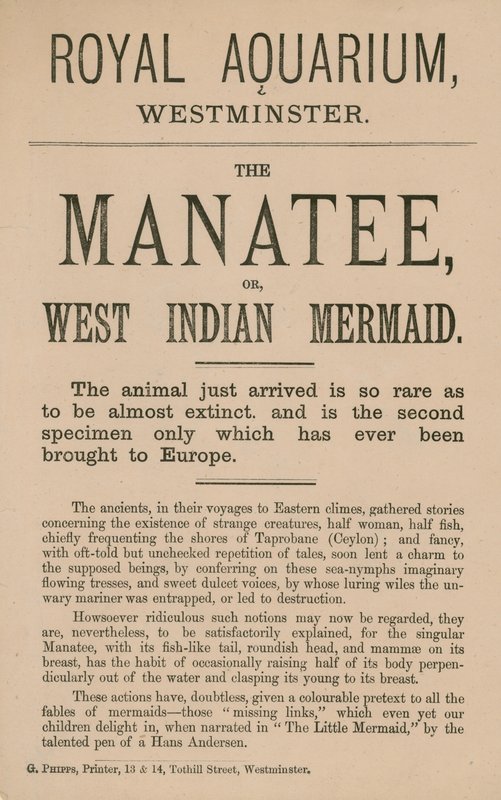 Anúncio para o peixe-boi de English School