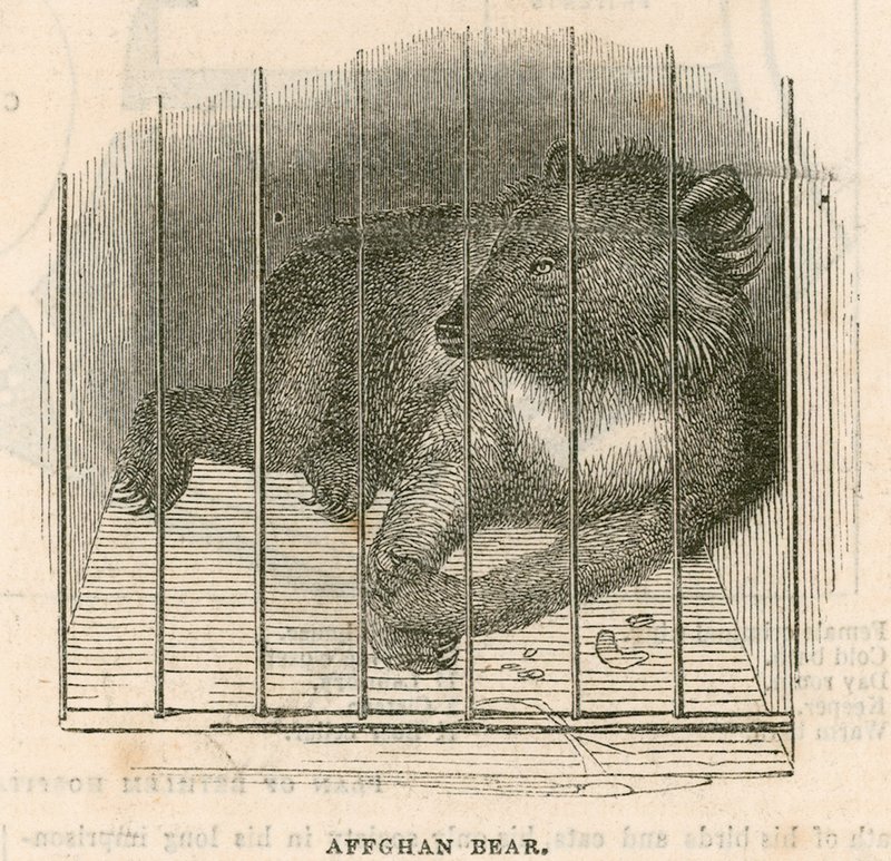 Urso afegão de English School