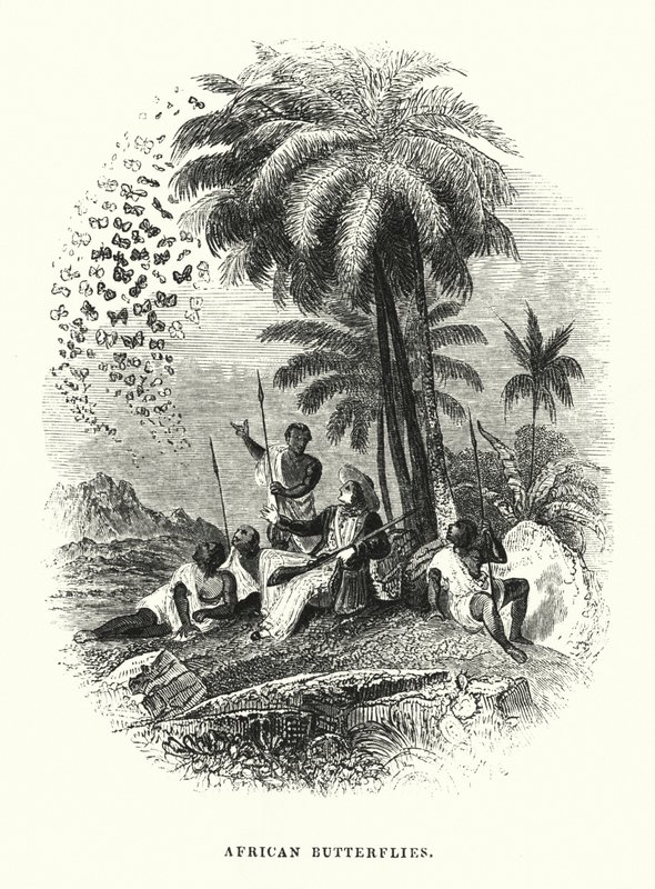 Borboletas Africanas (gravura) de English School