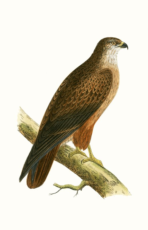Abutre-africano, ilustração de "Uma História das Aves da Europa Não Observadas nas Ilhas Britânicas", de Charles Robert Bree (1811-1886), publicado em 1867 de English School
