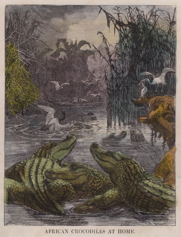 Crocodilos africanos em casa (gravura colorida) de English School