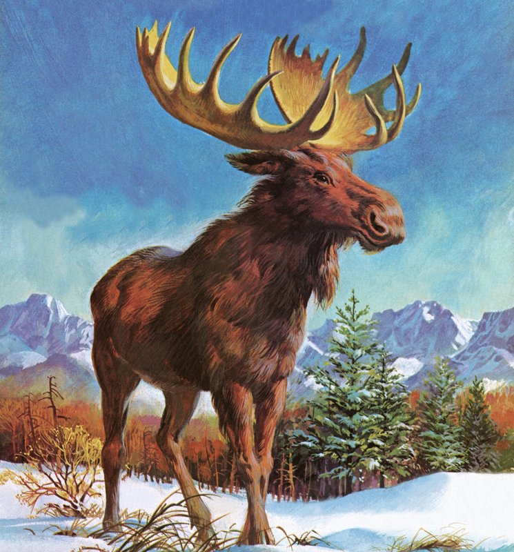 Alces Poderosos do Alasca de English School