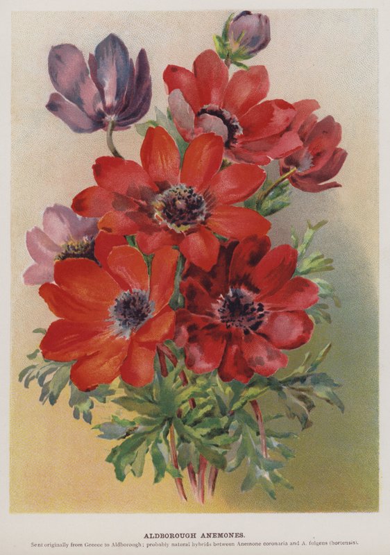Anêmonas de Aldborough de English School