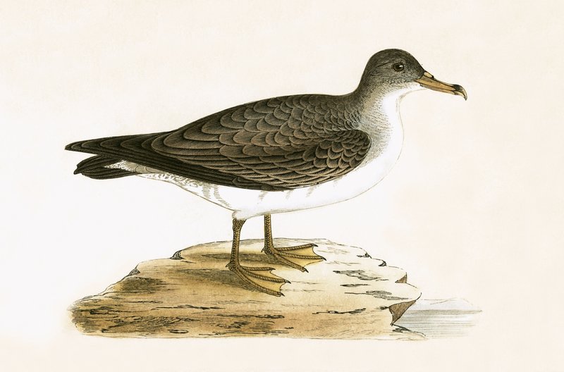 Cagarra argelina, ilustração de "Uma História das Aves da Europa Não Observadas nas Ilhas Britânicas", de Charles Robert Bree (1811-1886), publicada em 1867 de English School