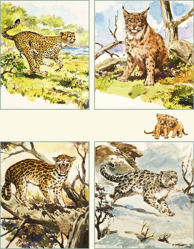 Todos os tipos de grandes felinos de English School