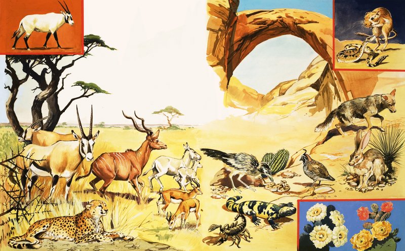 Todos os tipos de criaturas do deserto de English School