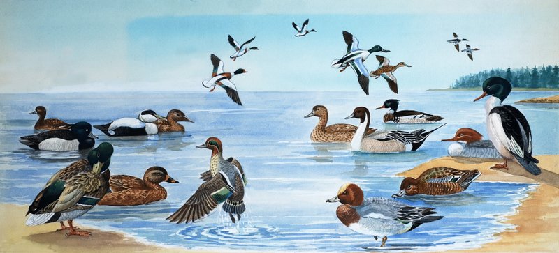 Todos os tipos de patos de English School