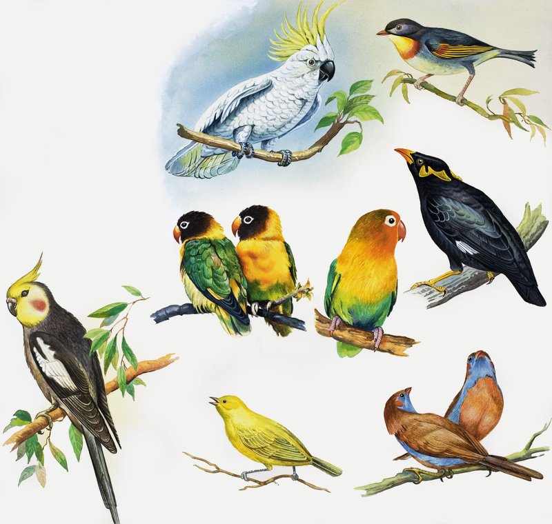 Todos os tipos de aves de estimação de English School