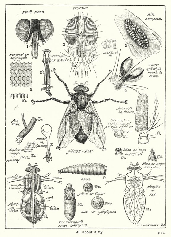 Tudo sobre uma mosca (gravura) de English School