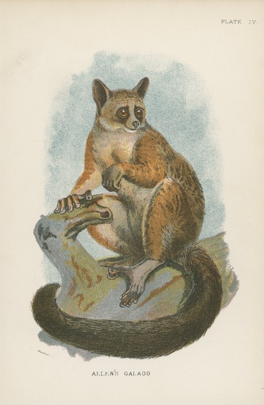 Galago de Allen de English School