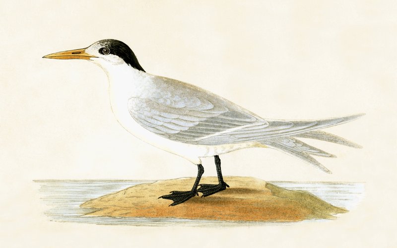 Tern Aliado, ilustração de "Uma História das Aves da Europa Não Observadas nas Ilhas Britânicas", de Charles Robert Bree (1811-1886), publicado em 1867 de English School