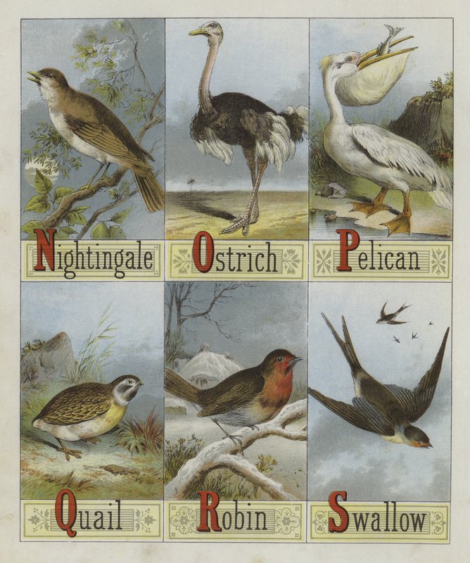 Alfabeto de Aves (cor litho) de English School