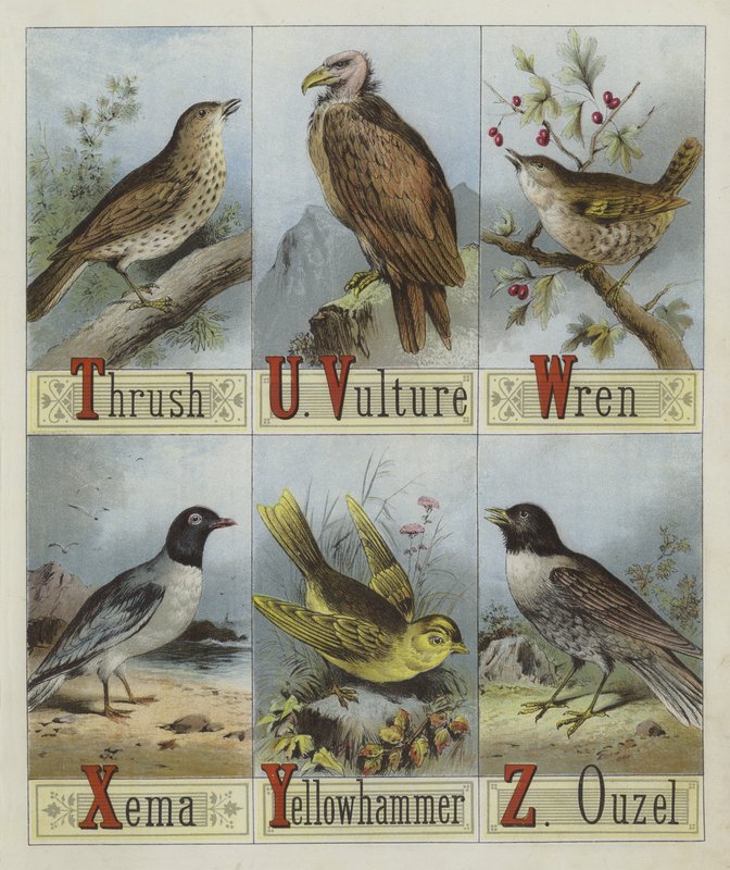 Alfabeto de Aves (cor litho) de English School