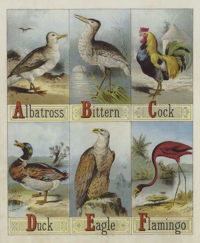 Alfabeto de Aves (cor litho) de English School