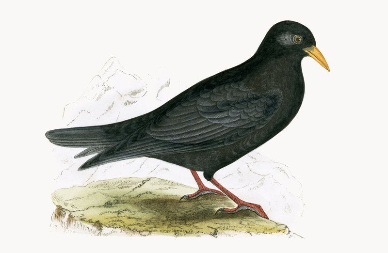 Alpine Chough, ilustração de "Uma História das Aves da Europa Não Observadas nas Ilhas Britânicas", de Charles Robert Bree (1811-1886), publicada em 1867 de English School