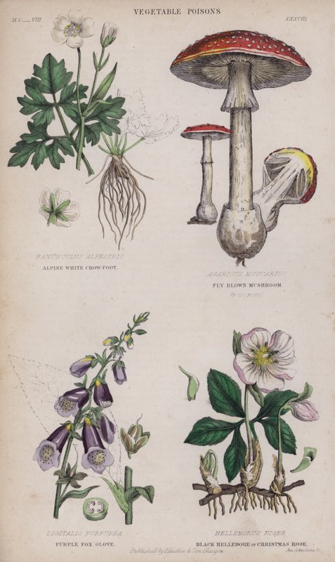 Pés de Corvo Branco Alpino; Cogumelo Castanho Mosca; Luva de Raposa Roxa; Hellebore Preto ou Rosa de Natal (gravação colorida) de English School