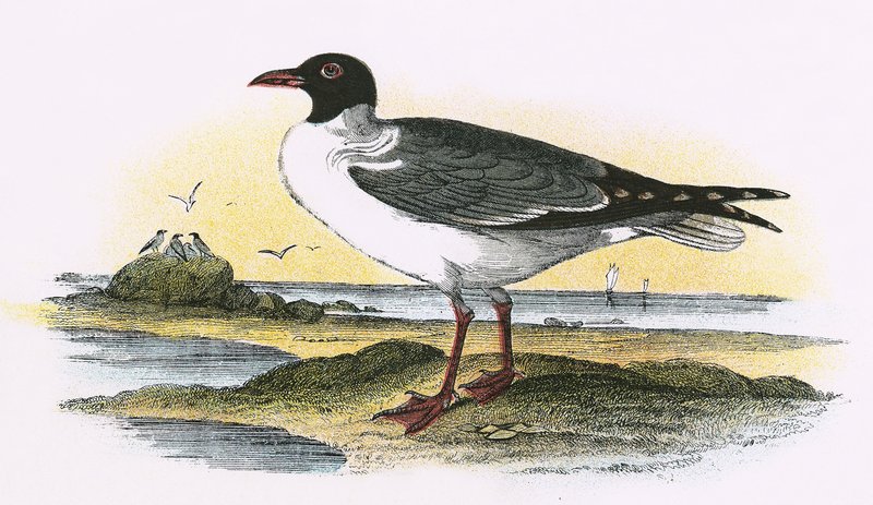 Gaivota de riso americana de English School
