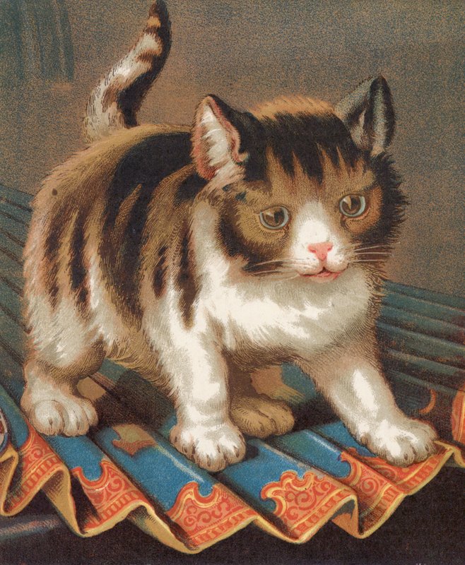 Um Gato Ambicioso (cor litho) de English School