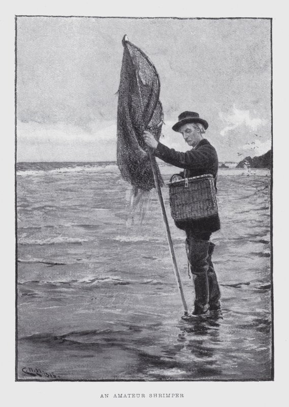 Um camarão amador (litho) de English School