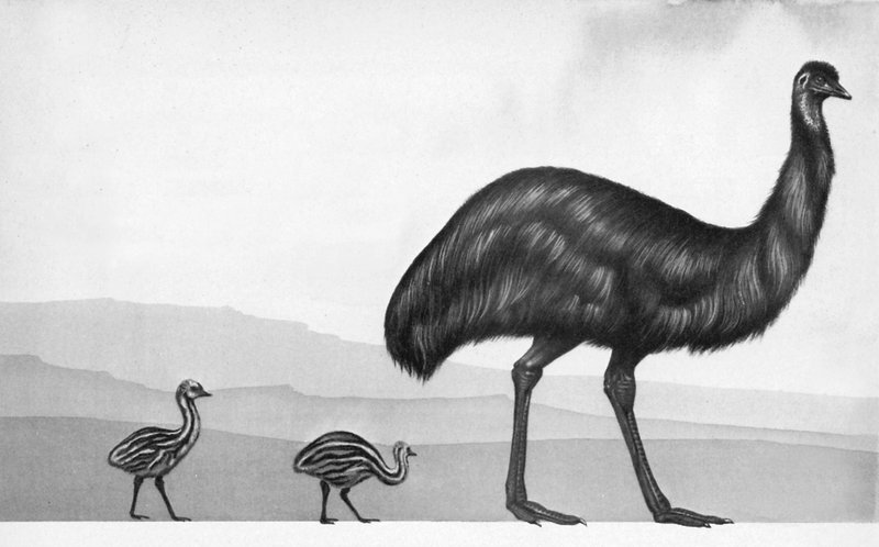 Um emu com seus filhotes de English School