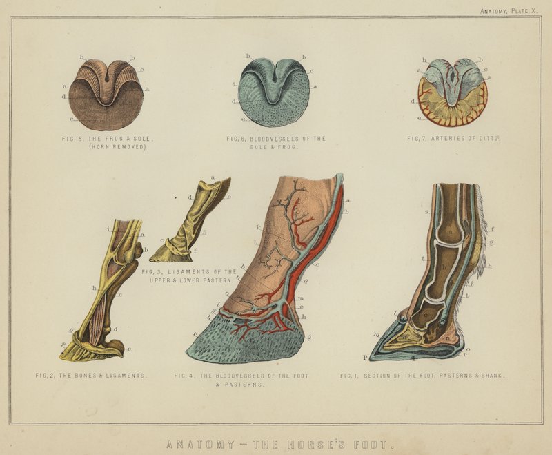 Anatomia, o pé do cavalo (cor litho) de English School