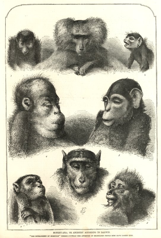 Ancestrais de acordo com Darwin de English School