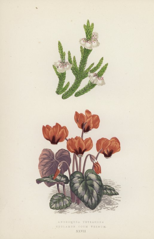 Andromeda Tetragona; Cyclamen Coum Vernum (litografia a cores) de English School