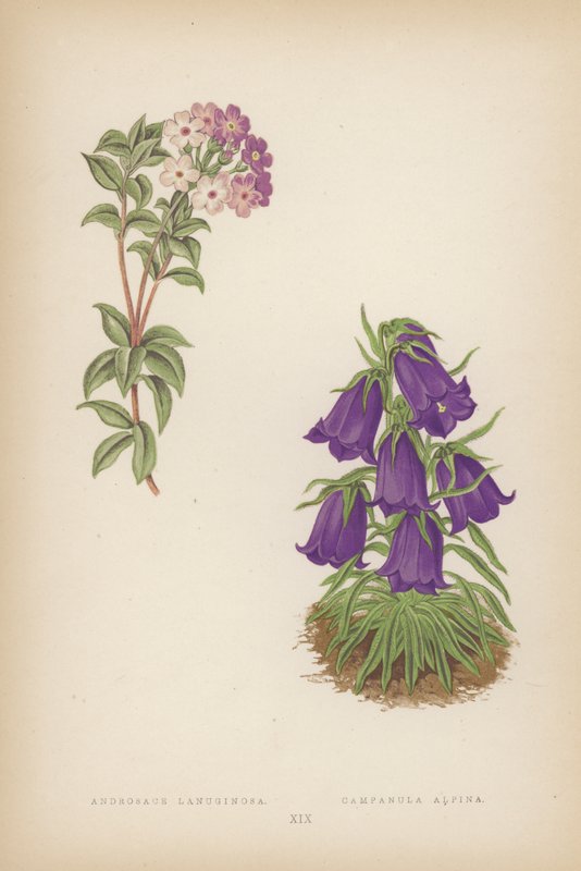 Androsace Lanuginosa; Campanula Alpina (colour litho) de English School